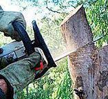 Trusted St Paul Park, MN Tree Removal Experts
