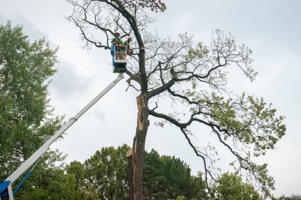 Best Commercial Tree Services  in St Paul Park, MN