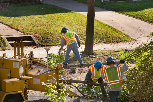 Best Hazardous Tree Removal  in St Paul Park, MN