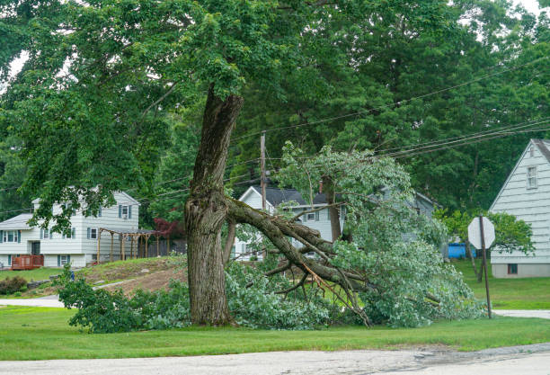 Best Tree and Shrub Care  in St Paul Park, MN