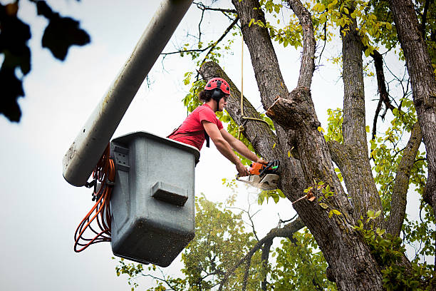  St Paul Park, MN Tree Removal Pros